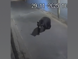 Bear on the Loose in Srinagar