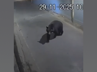 Bear on the Loose in Srinagar