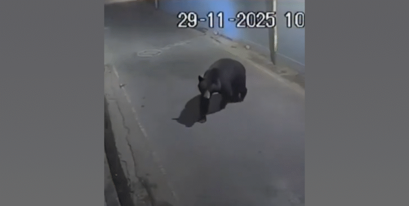 Bear on the Loose in Srinagar