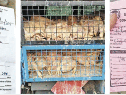 119 Dead Chickens With ‘Clean’ Certificate Expose Cracks in Kashmir’s Food Safety System