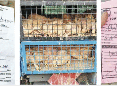 119 Dead Chickens With ‘Clean’ Certificate Expose Cracks in Kashmir’s Food Safety System