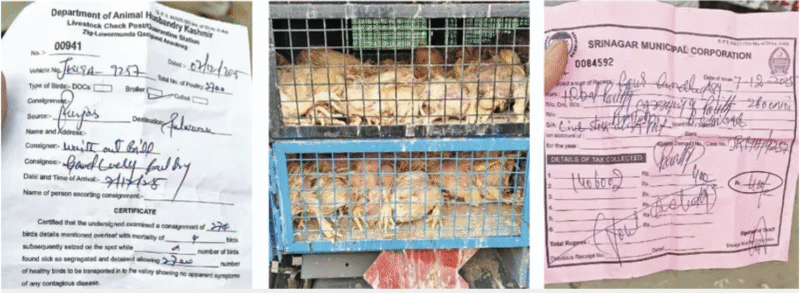 119 Dead Chickens With ‘Clean’ Certificate Expose Cracks in Kashmir’s Food Safety System