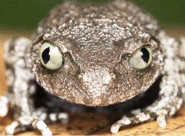 Scientists discover two new frog species in Arunachal Pradesh