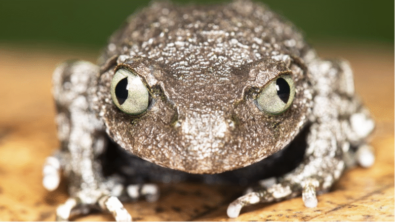 Scientists discover two new frog species in Arunachal Pradesh