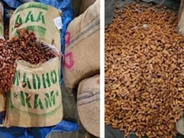 DRI seizes over 362 MT of Pakistan-origin dry dates in Nashik