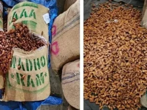 DRI seizes over 362 MT of Pakistan-origin dry dates in Nashik