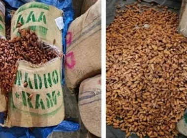 DRI seizes over 362 MT of Pakistan-origin dry dates in Nashik